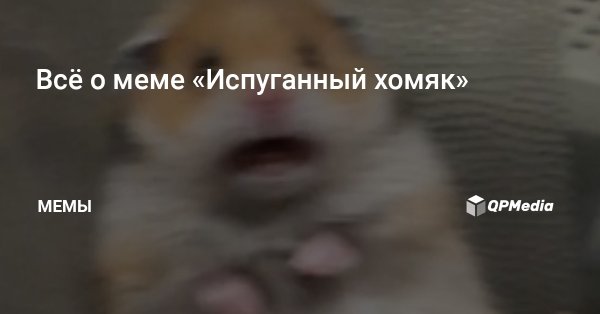 Мем с испуганным хомяком