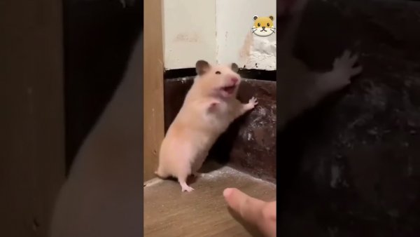 Напуганный хомяк