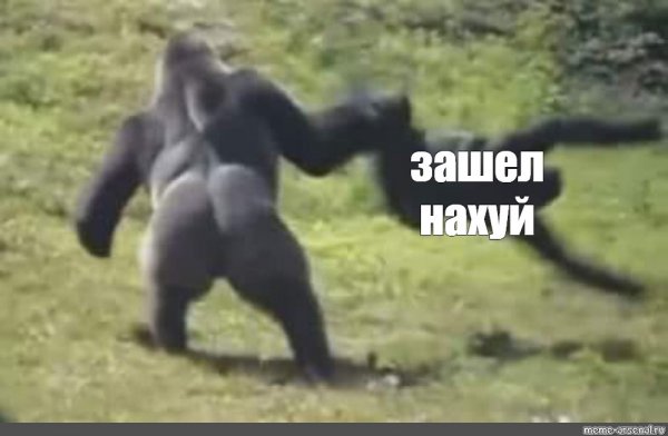 Обезьяна ладно