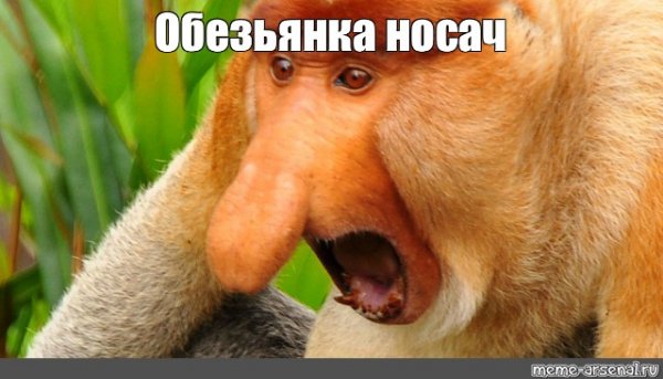 Носач мемы