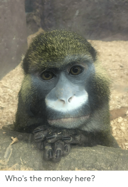 Monkey Мем