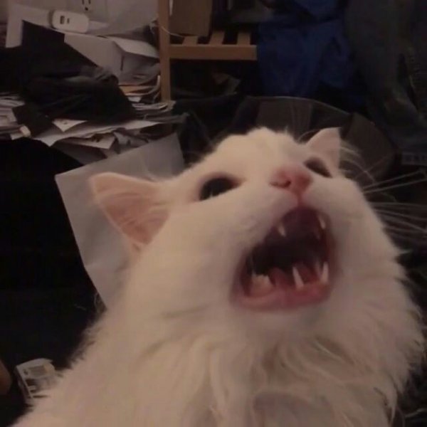 Кричащий белый кот