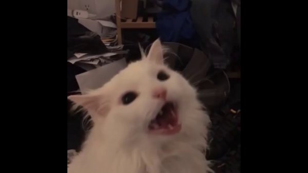Кричащий белый кот