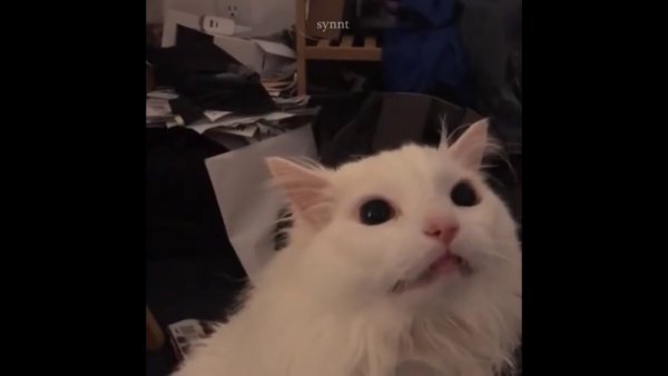 Кот кричит Мем