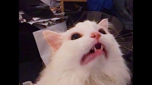 Мем с кричащим котом
