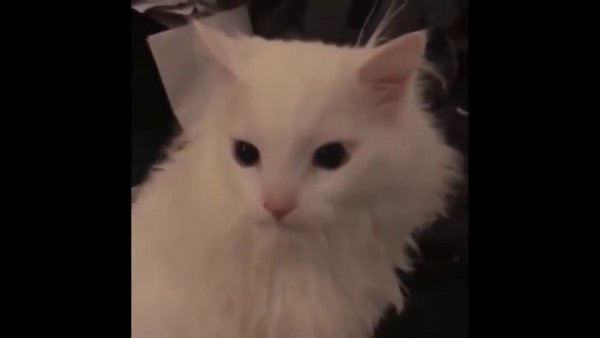 Кричащий белый кот