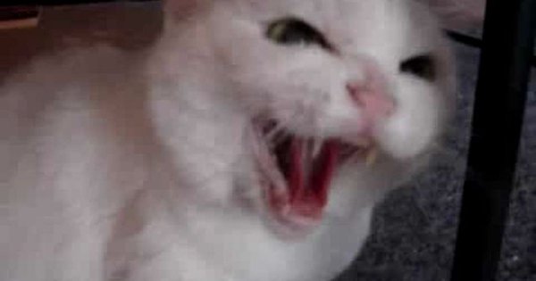 Котенок орет Мем