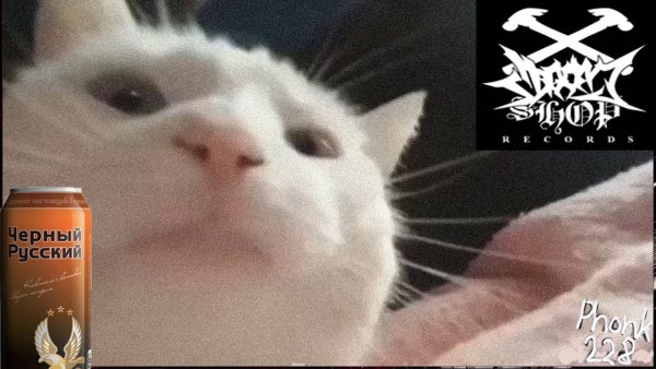 Орущий белый кот