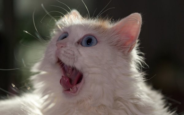 Удивленный белый кот