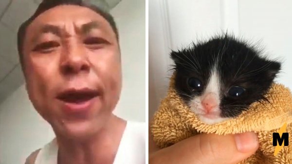 Chinese man yelling at a Kitten