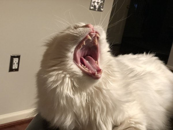 Смешной кричащий кот
