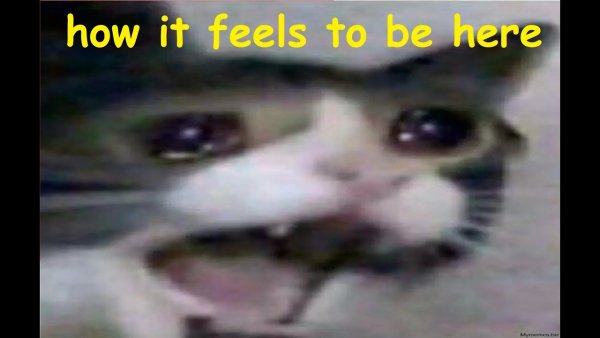 Crying screaming Cat Мем