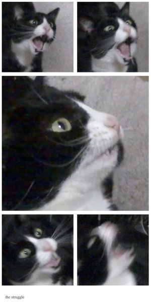 Кот кричит Мем