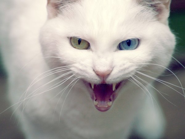 Злая кошка