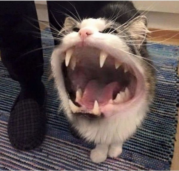 Орущие коты мемы