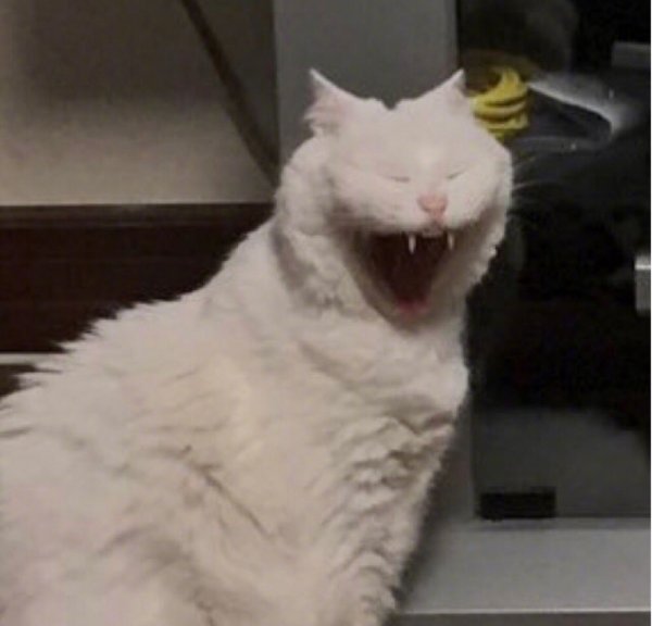 Упоротый белый кот