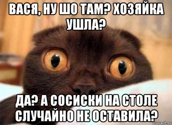 Мемы про котиков с надписями без мата