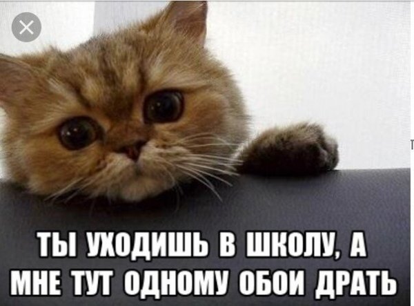 Мемы с котами