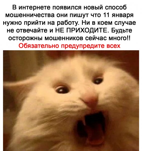 Смешные мемы с котами