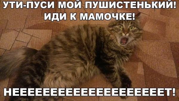 Мемы про котов