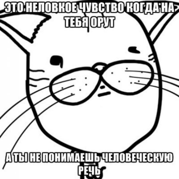 Мемы с котиками без мата