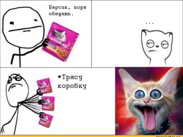 Мемы с котиками без мата