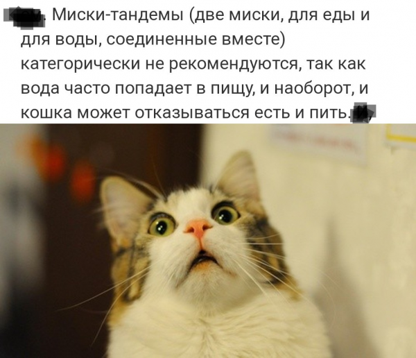 Смешные коты мемы без надписей