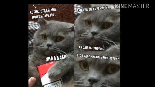 Мемы про котов