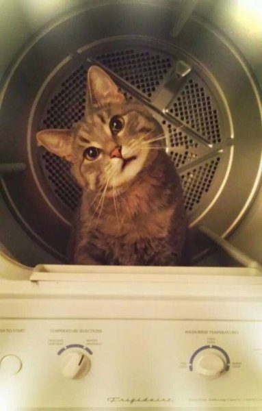Приколы с котами и мемами