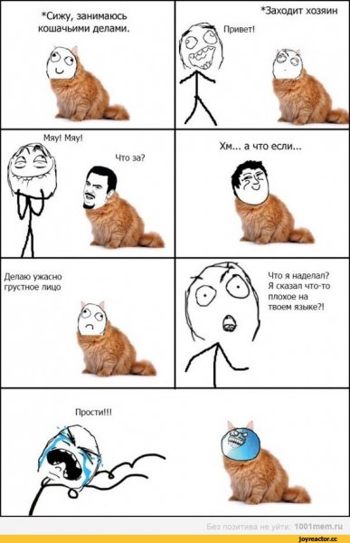 Мемы про котов
