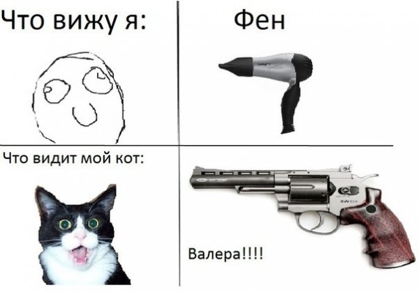 Смешные мемы с котами