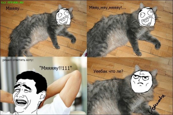 Мемы с котиками без мата