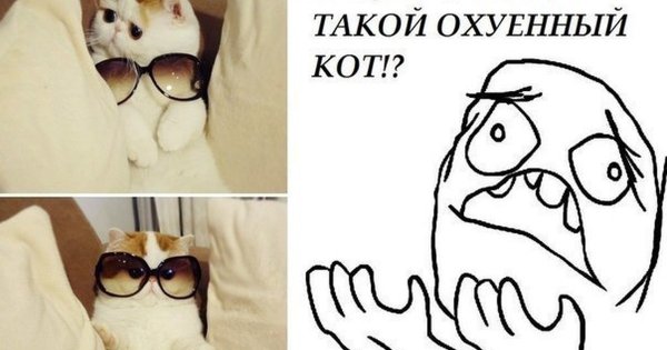 Мемы с котами на русском