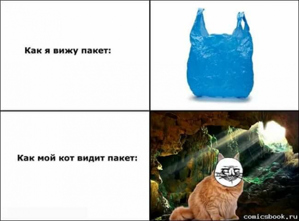 Смешные мемы про котов