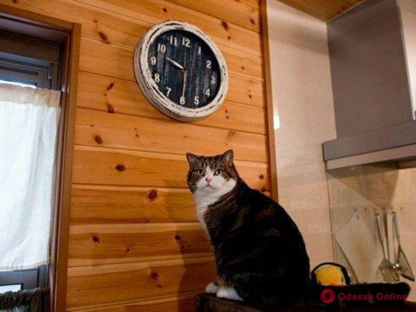 Мемы с часами и котом (47 фото)