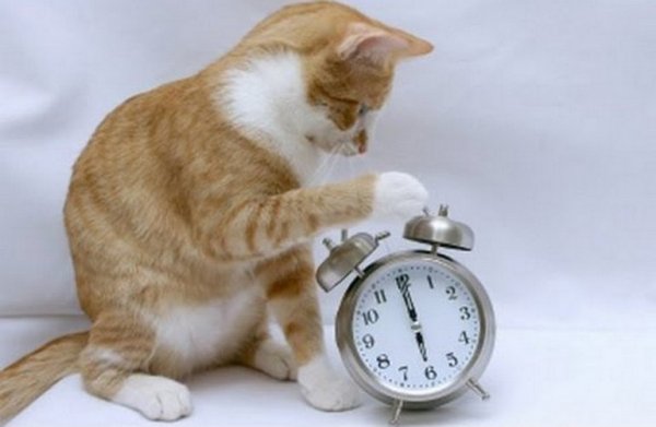 Котик опоздал