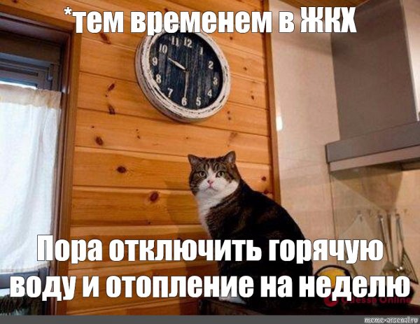 Кот пора Мем ч леем рождения
