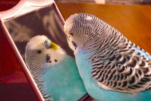 Мемы про попугая смотрящего в зеркало (48 фото)