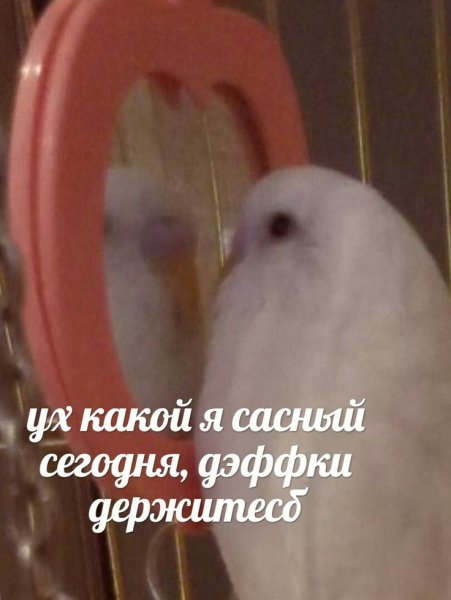 Мемы с попугаем в зеркале