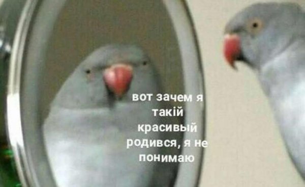 Зачем я такой красивый родился попугай