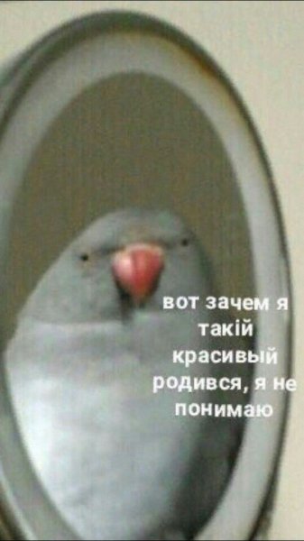 Попугай в зеркале Мем