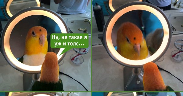 Попугай в зеркале Мем