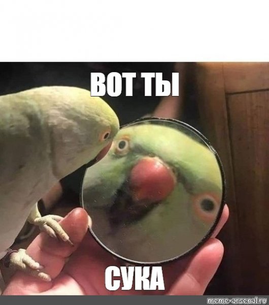Попугай в зеркале Мем