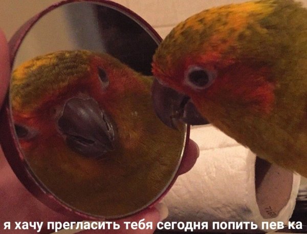 Зеркало для попугая
