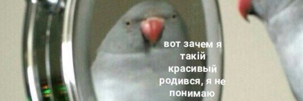 Попугай в зеркале Мем