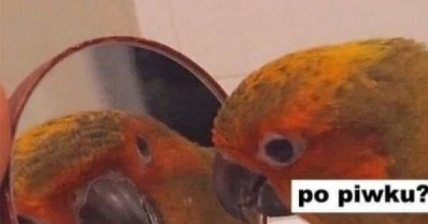 Зеркало для попугая