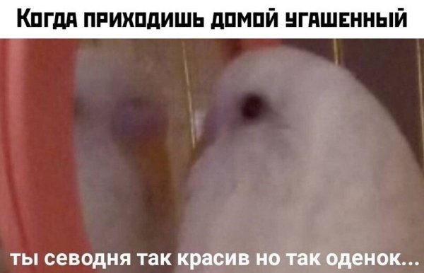 Зеркало для попугаев волнистых