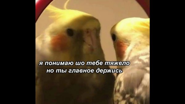 Зеркало для попугая
