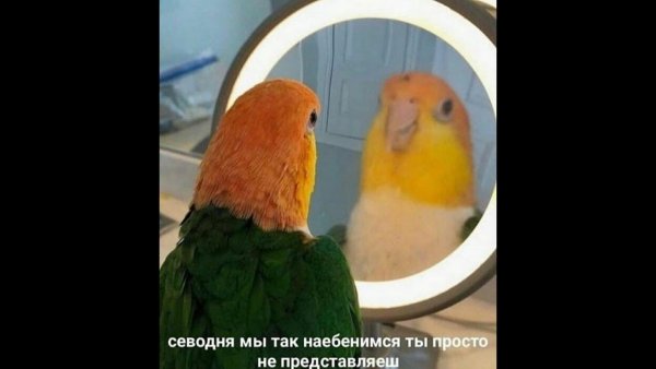 Попугайчик перед зеркалом