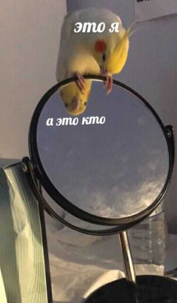 Волнистые попугайчики и зеркало